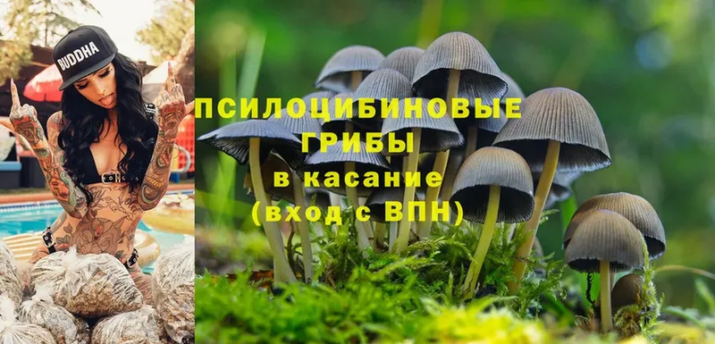 blacksprut   Карабаш  даркнет формула  Псилоцибиновые грибы Magic Shrooms 